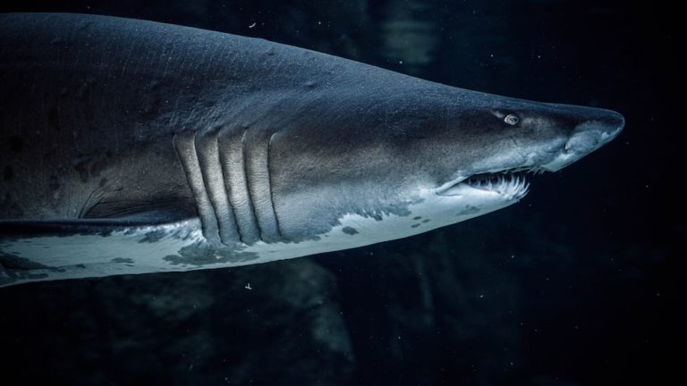 Discover Scientific Names For Sharks