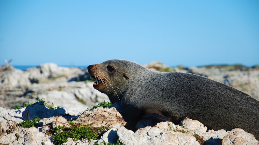 Seal Predation: Sunbathing Seal at Kaikoura Seal Colony