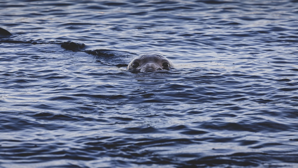 Seal Predators: California Sea Lion Swimming