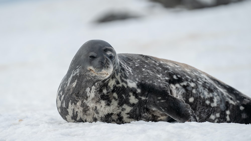 Seal Predators: Grey Seal in Antarctica