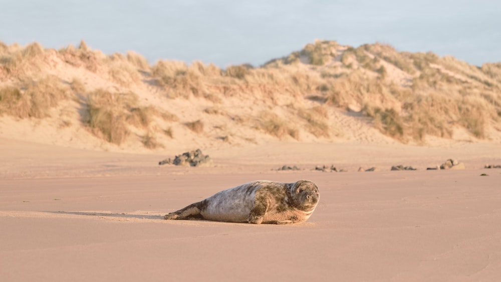 Seal Predators: On the Beach with Mountain Backdrop