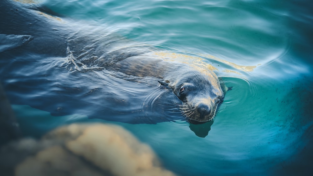 Seal Predators: Sea Lion Swimming in Water