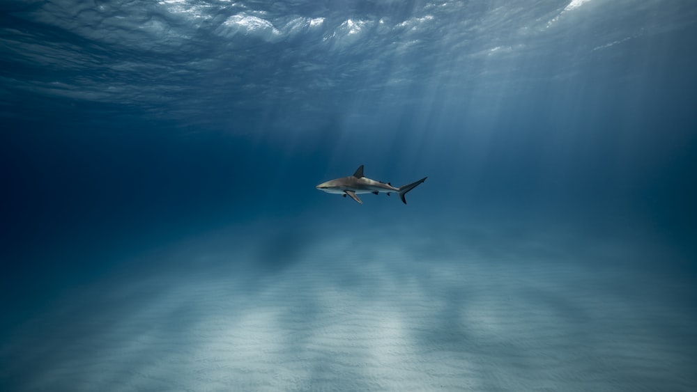 Shark Breathing: Great White Shark in the Ocean