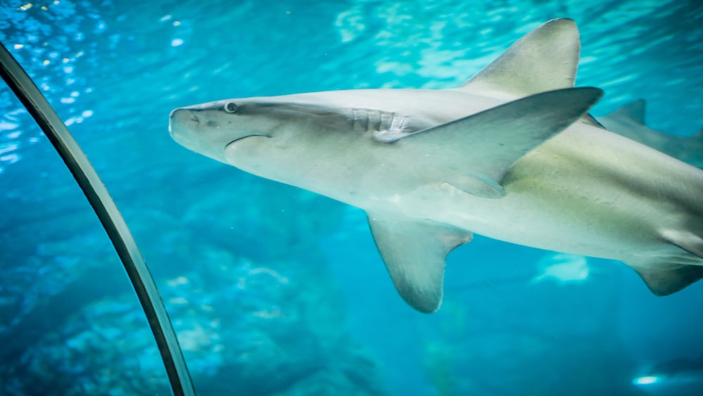 Shark Buoyancy: Underwater Swimming