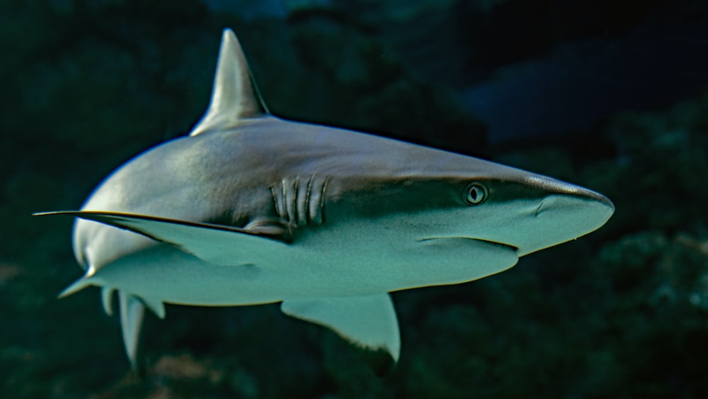Shark Cartilage: Selective Focus Photography of a Grey Reef Shark