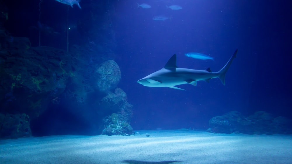 Shark Conservation: Aquarium Encounter