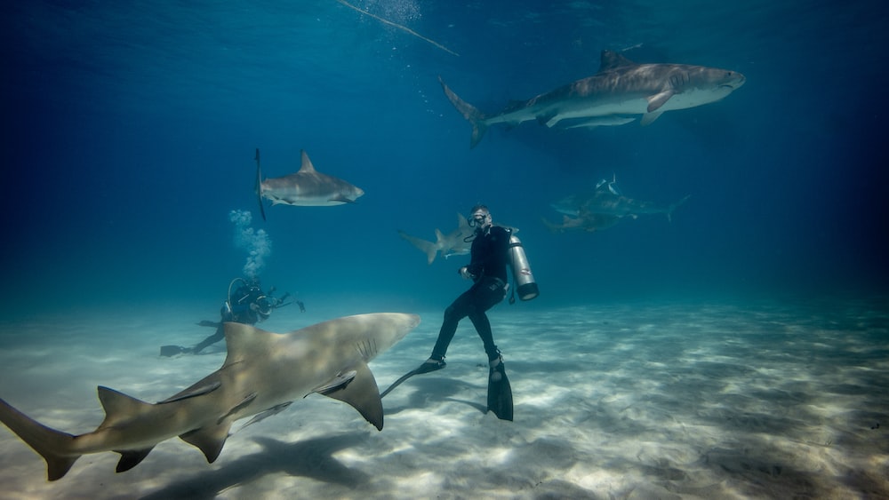 Shark Encounters: Diving with Sharks in the Bahamas