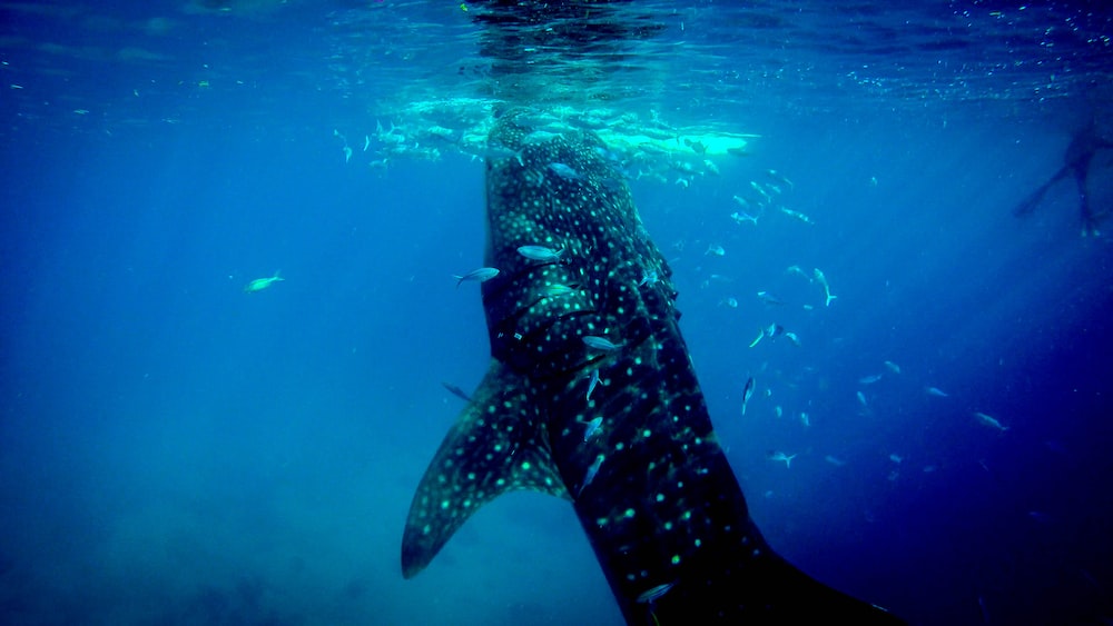 Shark Feeding: Underwater Photography