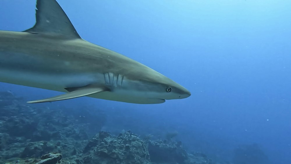 Shark Hunting Strategies: Underwater Shark Swimming