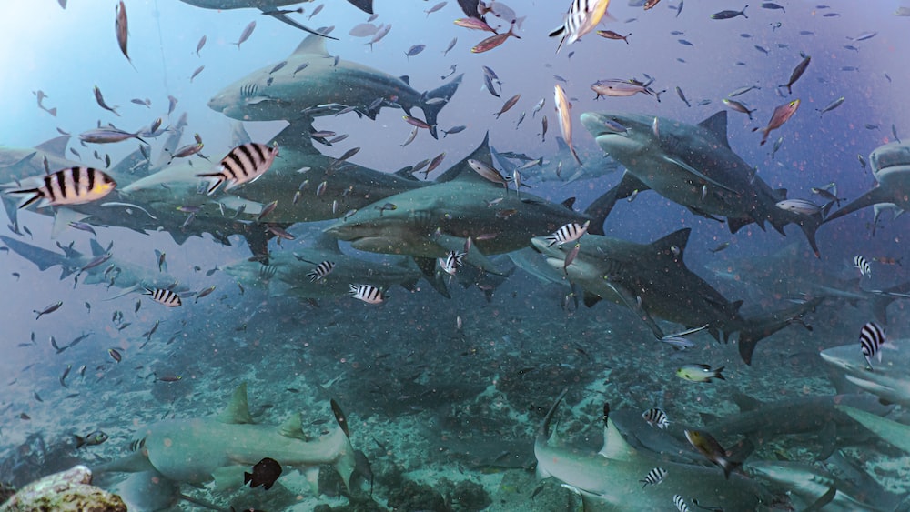 Shark Maneuvering: Bull and Reef Sharks Swimming over Fiji's Coral Reef