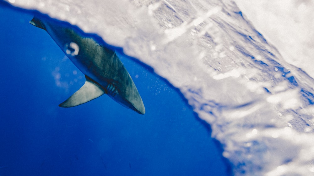 Shark Navigation: What Lurks Below