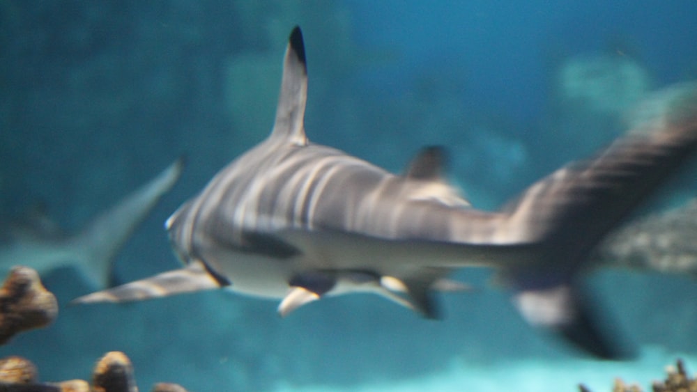 Shark Predation: Blacktip Reef Shark in Coral Reef Waters