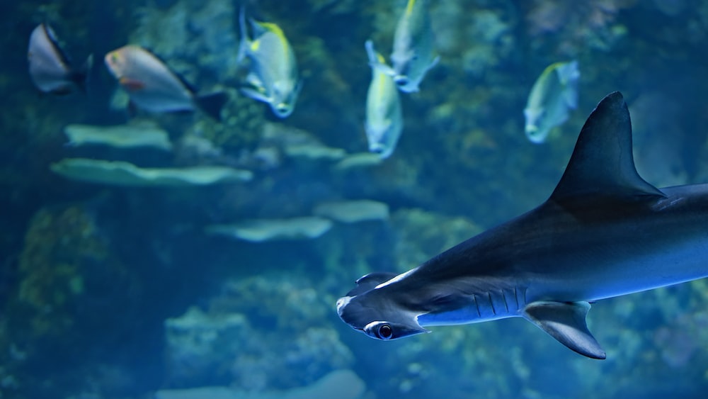 Shark Size: Juvenile Hammerhead at Cairns Aquarium