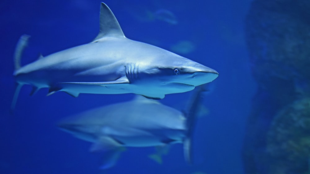 Sharpnose Shark Mirroring Movement: Underwater Photography