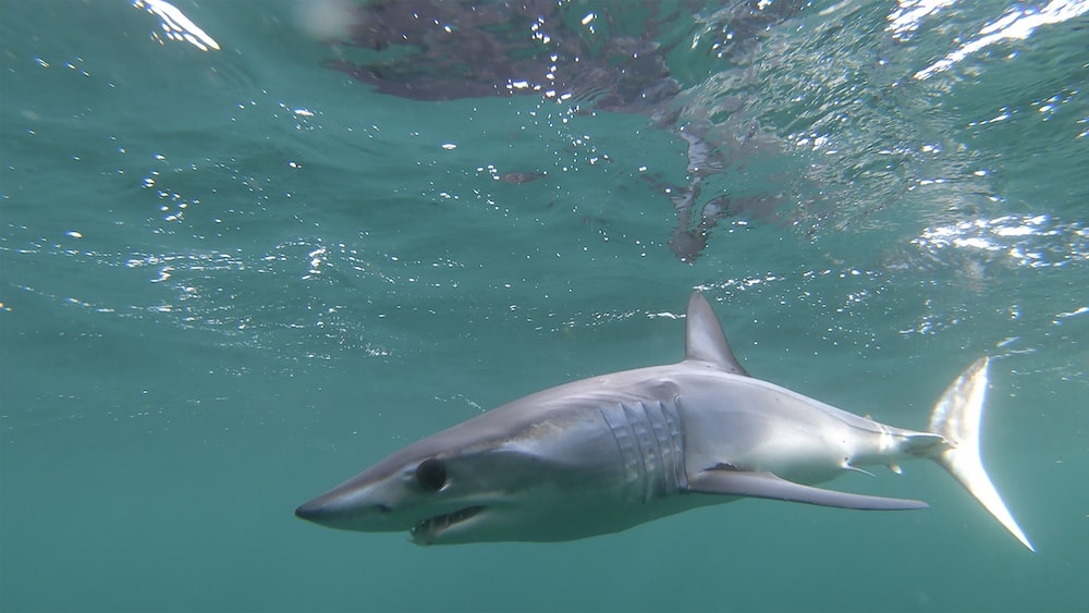 Shortfin Mako Shark: Young Grey Shark in the Water