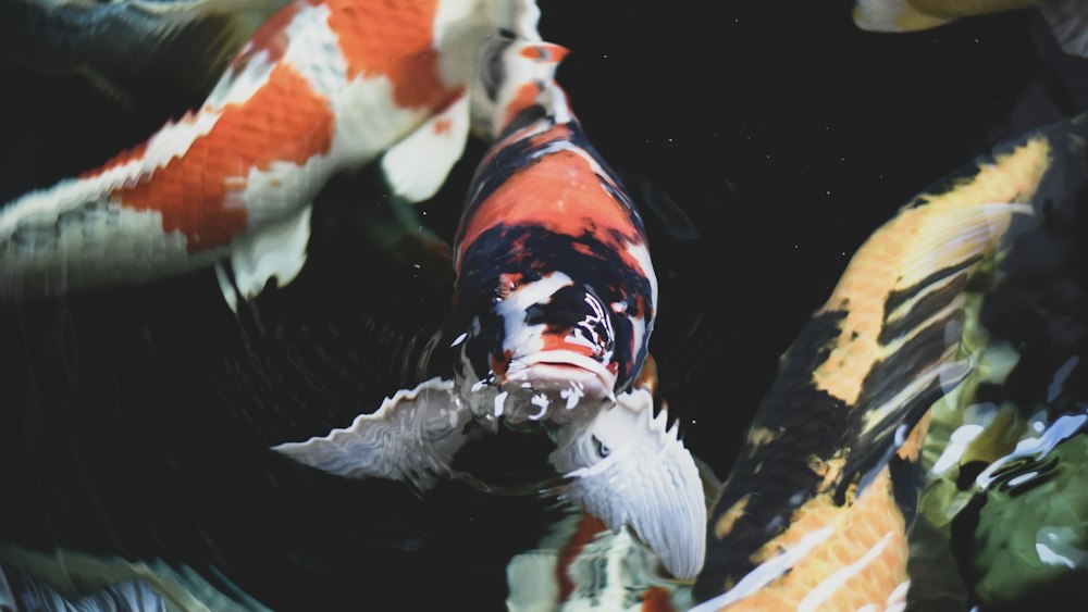 Sleeping Koi Fish: Unveiling the Mystery