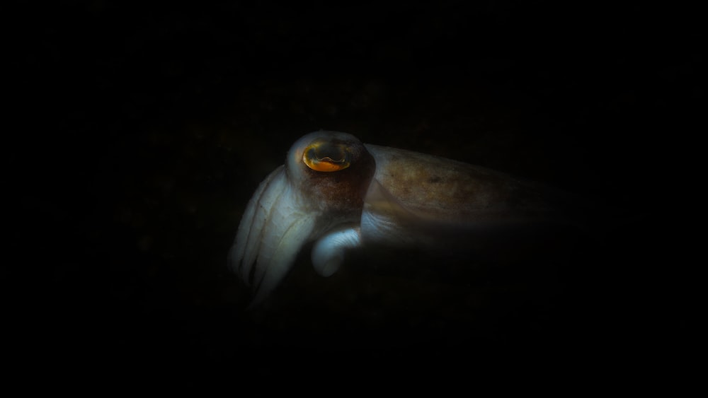 Squid Predation: Ghostly Close-up