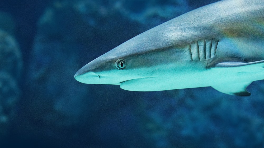 Threats to Shark Reproduction: Close-up of a Gray Reef Shark