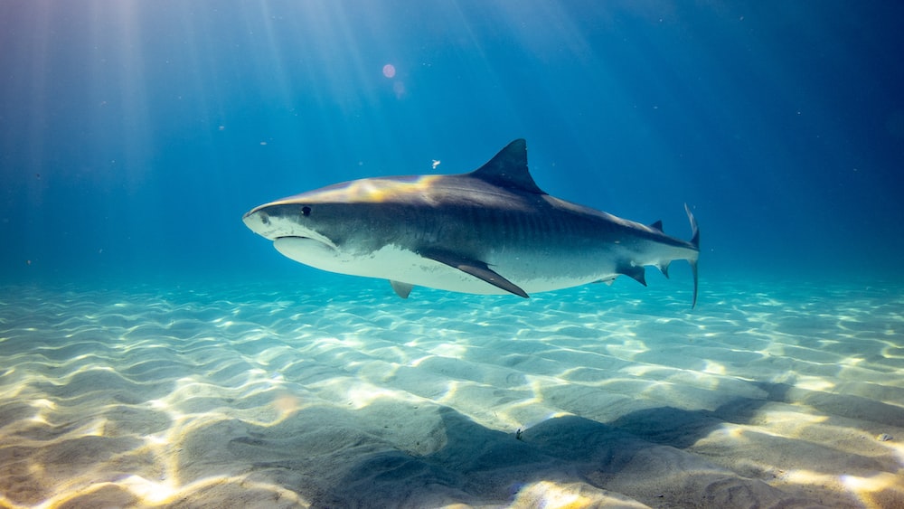 Tiger Shark in the Bahamas: A Black Shark Underwater