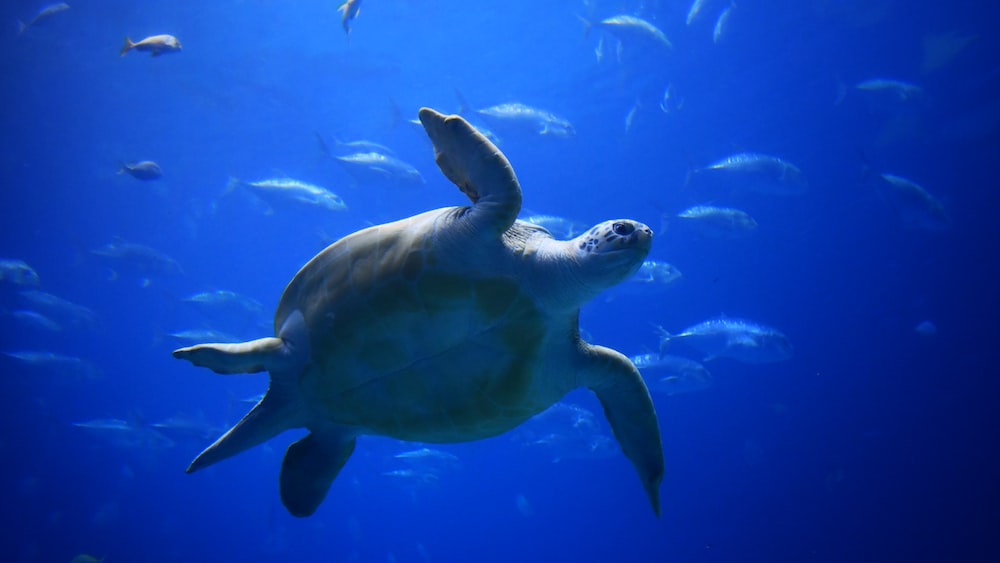 Turtle Predation: Majestic Sea Turtle Swimming Amidst Fish