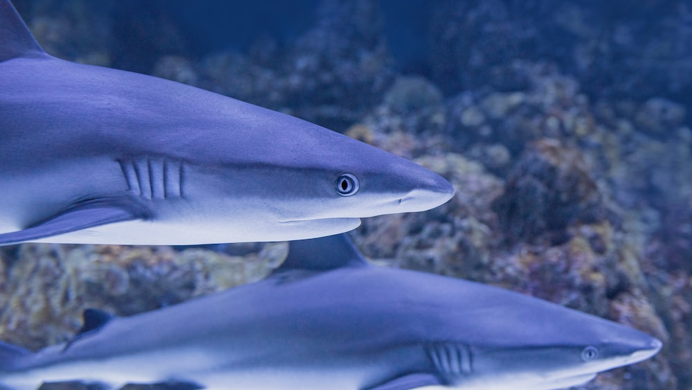 Unraveling Shark Myths: Double Trouble at the Cairns Aquarium