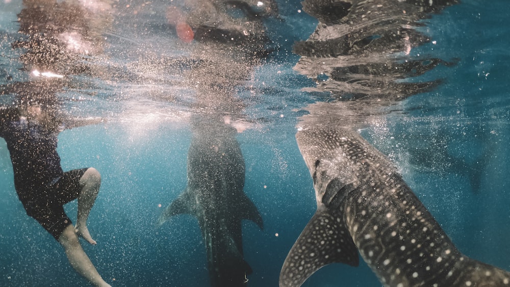 Whale Sharks: Close Encounters Underwater